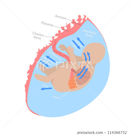 3D Isometric Flat  Conceptual Illustration of Fetal Water Flow, Medical Unborn Baby Functionality 114366732