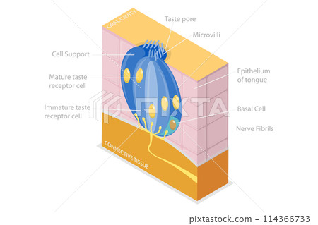 3D Isometric Flat  Conceptual Illustration of Anatomy Of A Taste Bud, Tonge Anatomy 114366733