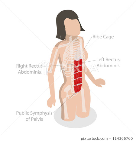 3D Isometric Flat  Conceptual Illustration of Rectus Abdominis, Core Muscle Anatomy 114366760