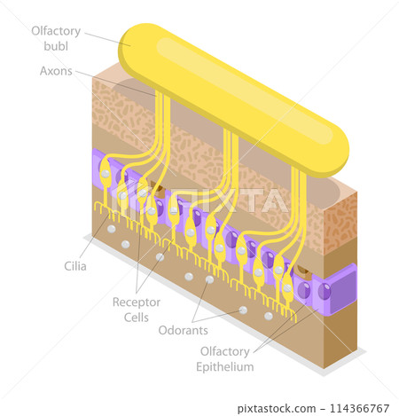 3D Isometric Flat  Conceptual Illustration of Olfactory System, Respiratory Epithelium 114366767