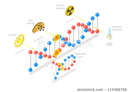3D Isometric Flat  Conceptual Illustration of DNA Damage, Aging Process 114366786