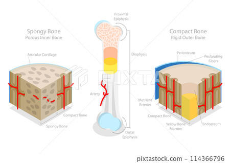 3D Isometric Flat  Conceptual Illustration of Spongy Vs Compact Bone, Educational Diagram 114366796