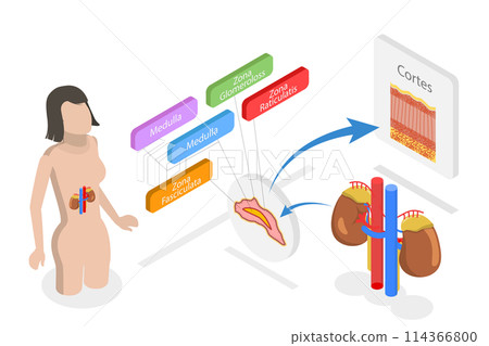 3D Isometric Flat Conceptual Illustration of Adrenal Glands , Educational Diagram 3D Isometric Flat Conceptual Illustration of Adrenal Glands , Educational Diagram 114366800