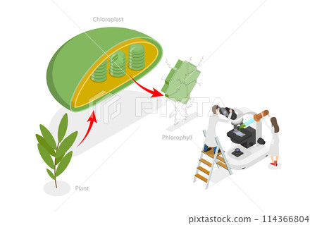 3D Isometric Flat  Conceptual Illustration of Chlorophyll And Chloroplast , Labeled Educational Diagram 114366804