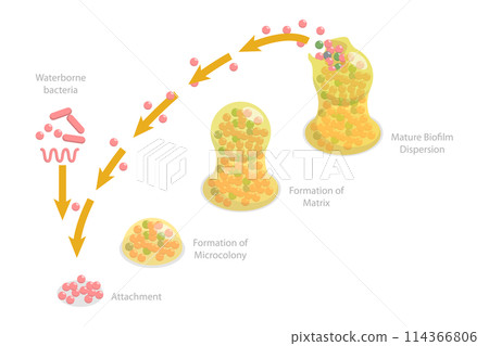 3D Isometric Flat  Conceptual Illustration of Biofilm Formation Stages, Life Cycle of Staphylococcus Aureus 114366806
