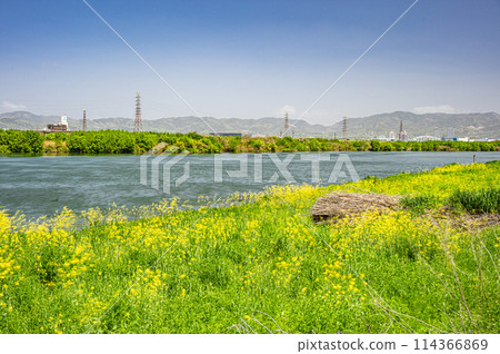 Spring scenery of the Yodo River: rape blossoms blooming by the water 114366869