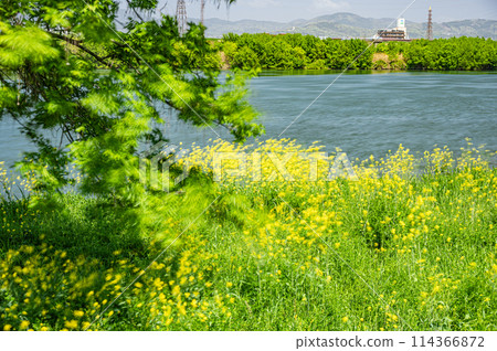 春天的淀川風光,綠樹新綠,油菜花隨風搖曳 春天的淀川風光,綠樹新綠,油菜花隨風搖曳 114366872