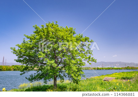 Spring scenery of the Yodo River: Fresh green trees and rape blossoms 114366881