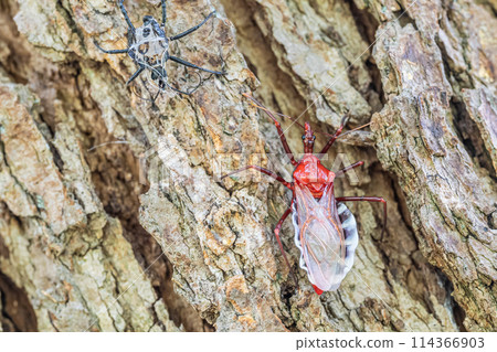 A newly molted assassin bug 114366903