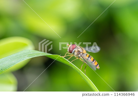 Marmalade hoverfly Marmalade hoverfly 114366946