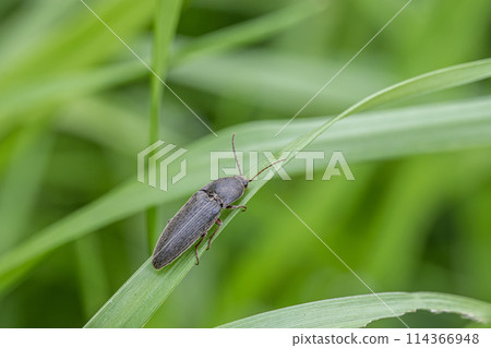 Click beetle (comb wireworm) on grass 114366948