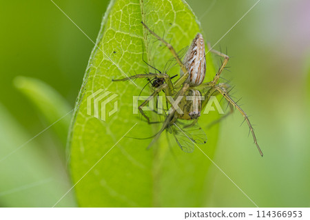 Predation of Sasabunmo 114366953