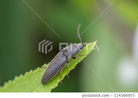 Click beetle (comb wireworm) on grass Click beetle (comb wireworm) on grass 114366955