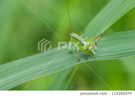 蚱蜢幼蟲 114366974