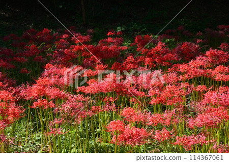Akabane Green Space Nature Observation Park #7 Akabane Green Space Nature Observation Park #7 114367061