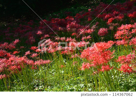 Akabane Green Space Nature Observation Park #8 Akabane Green Space Nature Observation Park #8 114367062