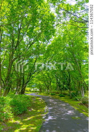 新鮮的綠色隧道和小路一條小路穿過一片亮綠色的樹林 114367082