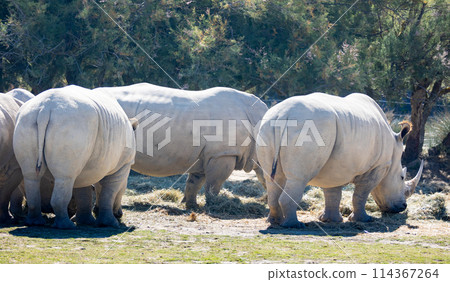 Group of white rhinoceros grazing in glade on sunny day 114367264