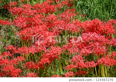 Akabane Green Space Nature Observation Park #19 114367270