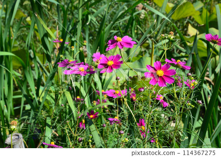 Akabane Green Space Nature Observation Park #14 114367275