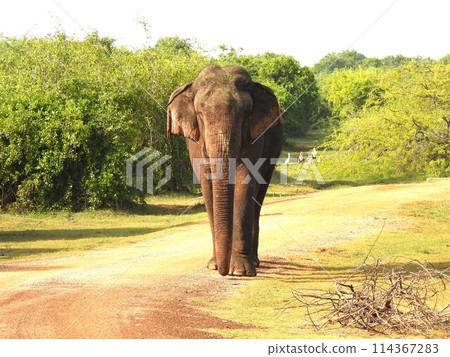 Sri Lankan elephant (female) 114367283