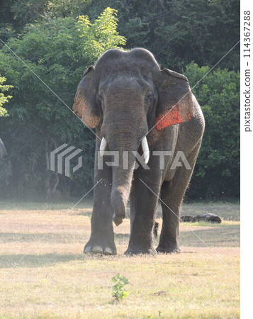 Sri Lankan elephant (male) 114367288