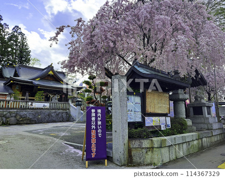 櫻花盛開的櫻山神社 114367329