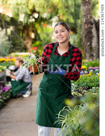 Female florist in apron taking care of potted flowers in flower shop Female florist in apron taking care of potted flowers in flower shop 114367409