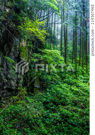 Fresh green Iwato Shrine [Unzen City, Nagasaki Prefecture] 114367468