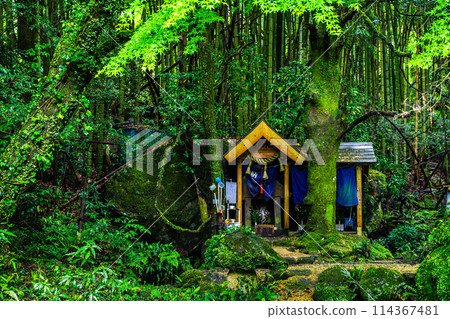 新鮮的綠色岩手神社[長崎縣雲仙市] 114367481