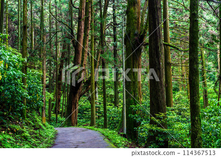 Fresh green Iwato Shrine [Unzen City, Nagasaki Prefecture] 114367513