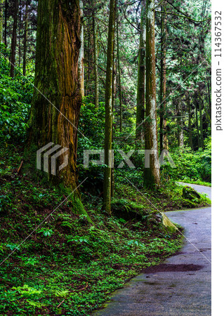 新鮮的綠色岩手神社[長崎縣雲仙市] 114367532