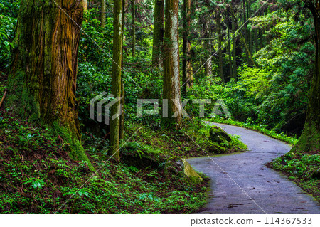 Fresh green Iwato Shrine [Unzen City, Nagasaki Prefecture] 114367533
