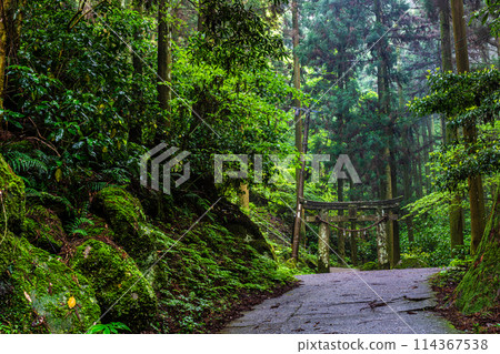 Fresh green Iwato Shrine [Unzen City, Nagasaki Prefecture] 114367538