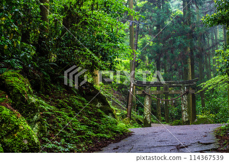 Fresh green Iwato Shrine [Unzen City, Nagasaki Prefecture] 114367539