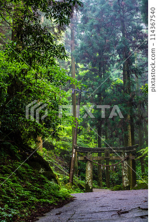 Fresh green Iwato Shrine [Unzen City, Nagasaki Prefecture] 114367540
