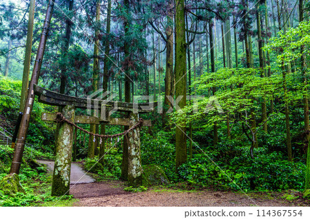 Fresh green Iwato Shrine [Unzen City, Nagasaki Prefecture] 114367554