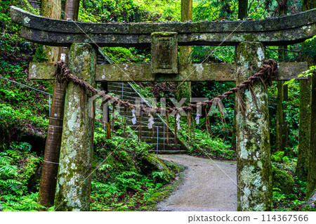 Fresh green Iwato Shrine [Unzen City, Nagasaki Prefecture] 114367566