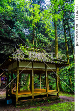Fresh green Iwato Shrine [Unzen City, Nagasaki Prefecture] 114367612