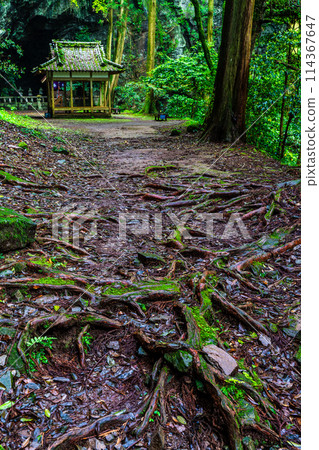 Fresh green Iwato Shrine [Unzen City, Nagasaki Prefecture] 114367647