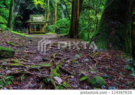 Fresh green Iwato Shrine [Unzen City, Nagasaki Prefecture] 114367658