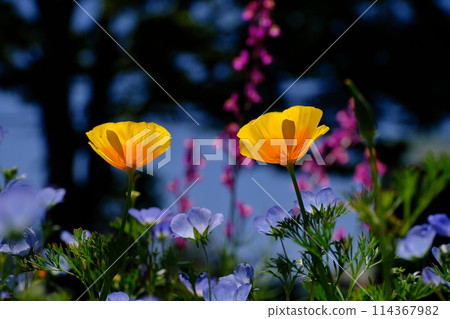 Pale yellow flowers of the California poppy Pale yellow flowers of the California poppy 114367982