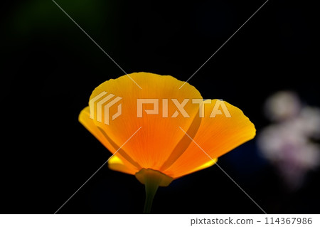 Pale yellow flowers of the California poppy 114367986