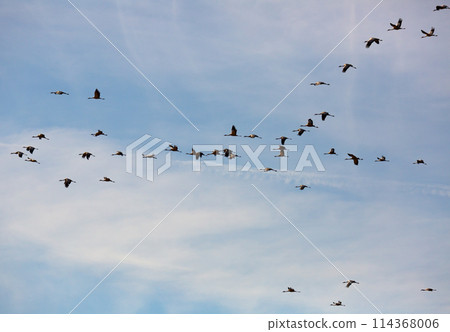 Migration of flock of cranes in the sky Migration of flock of cranes in the sky 114368006