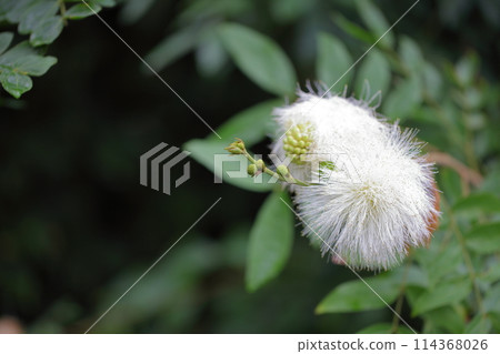 Flower buds and flowers of Calligraphy of white flower Calligraphy Flower buds and flowers of Calligraphy of white flower Calligraphy 114368026
