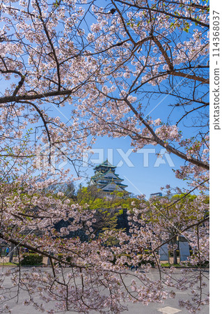 [Cherry Blossoms] Osaka Castle Park in Spring [Osaka Castle Tower] 114368037