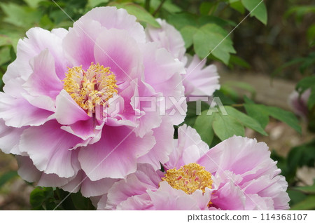 Pink peony flower close-up Pink peony flower close-up 114368107