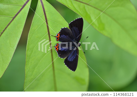 在樹木葉子上停留的紅邊黃小灰蝶特寫 114368121
