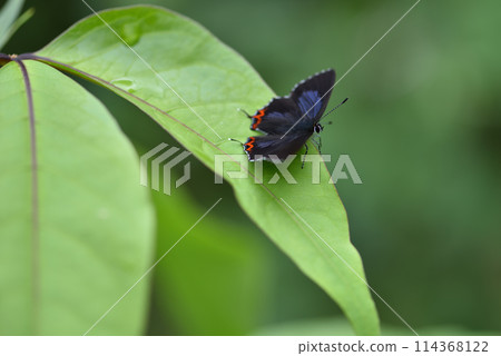 在樹木葉子上停留的紅邊黃小灰蝶特寫 114368122