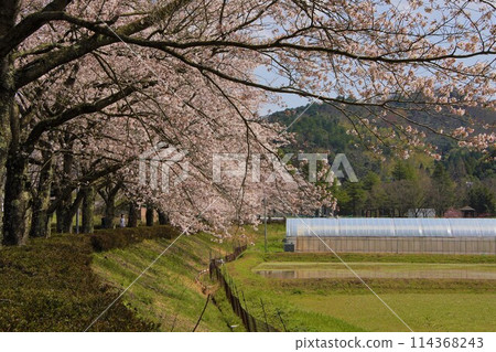 櫻花的風景 櫻花的風景 114368243